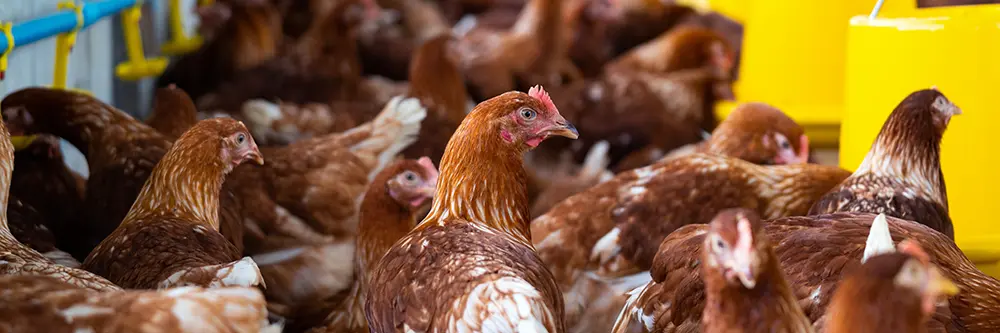 chicken