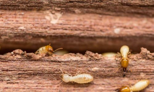 waco termites waco termites