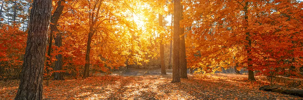 fall