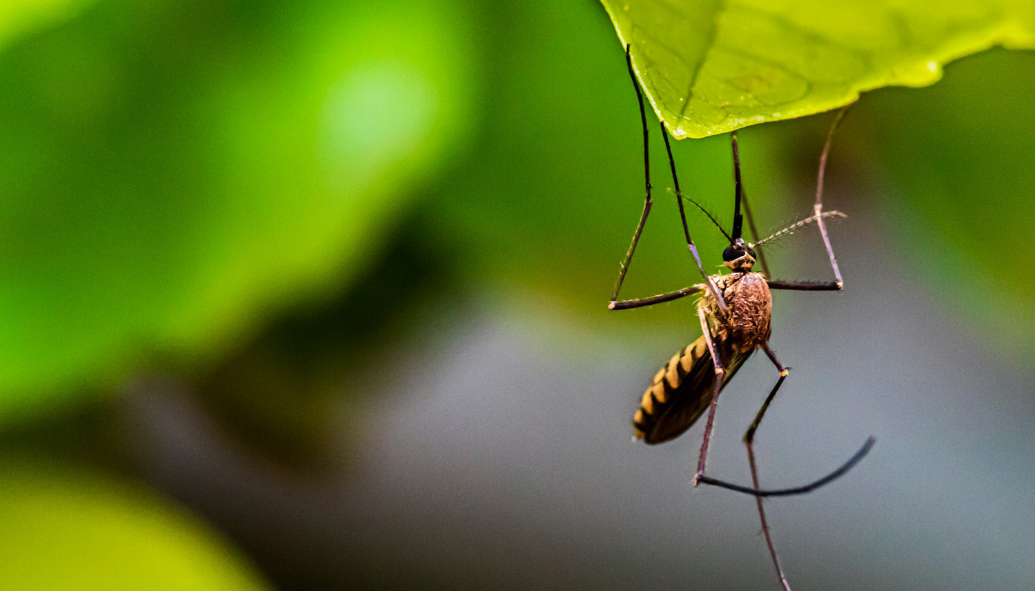 home-slider-mosquitos