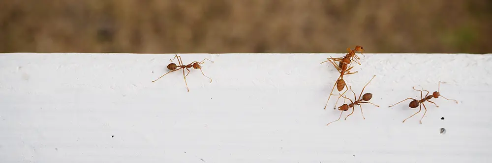 pest ant