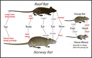 rats-mice-comp